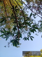 Jacaratia spinosa, photograph (c) Paulo C. O. Cunha, some rights reserved (CC BY)