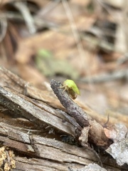 Ophiderma evelyna