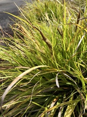Carex oshimensis