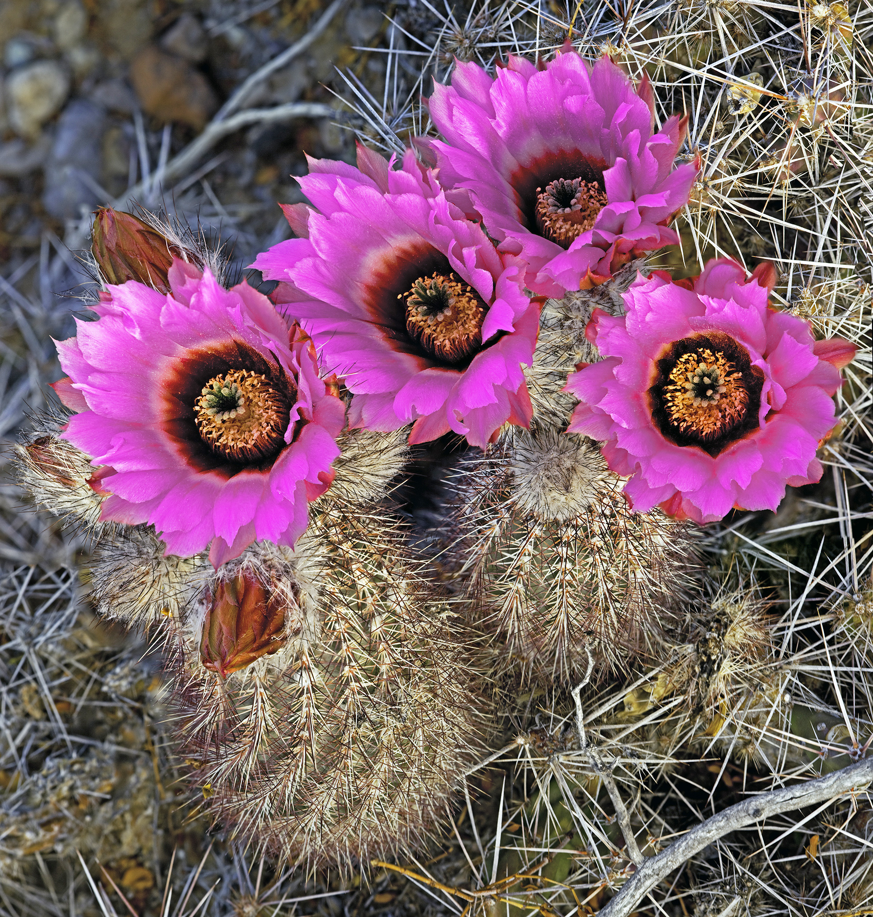 Chisos Mountain Hedgehog Cactus (Echinocereus chisoensis)  iNaturalist