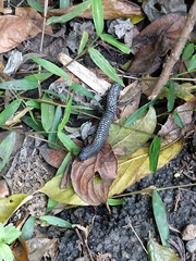 Eucentrobolus tamulus