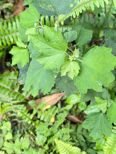 Urena procumbens, photograph 5