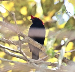 Antilophia galeata