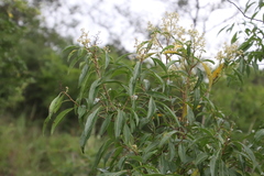 Heteropyxis natalensis