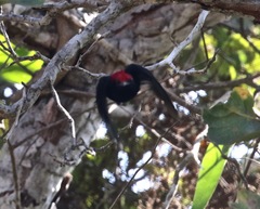 Antilophia galeata