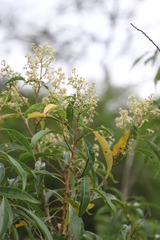 Heteropyxis natalensis