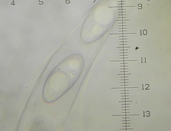 Octospora gemmicola