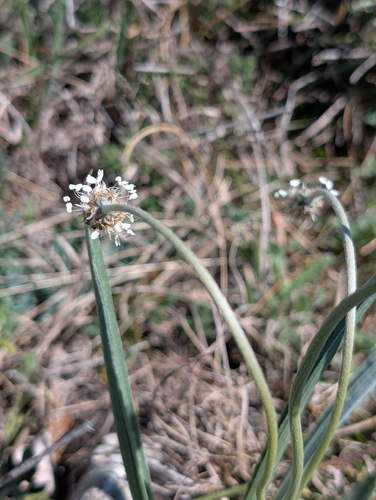 Plantago argentea, photograph 4