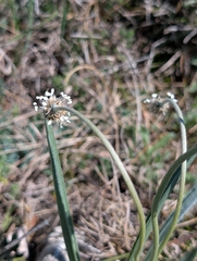 Plantago argentea, photograph (c) Denis Bastianelli, some rights reserved (CC BY)