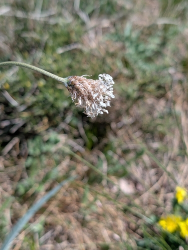 Plantago argentea, photograph 5