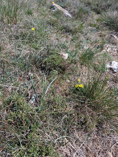 Plantago argentea, photograph 6