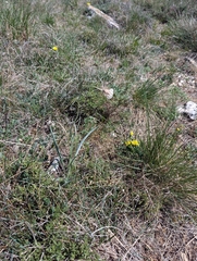 Plantago argentea, photograph (c) Denis Bastianelli, some rights reserved (CC BY)