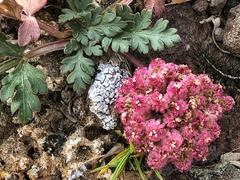 Cymopterus corrugatus