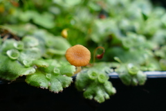 Loreleia marchantiae