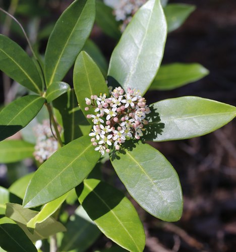 Skimmia japonica iNat (1)