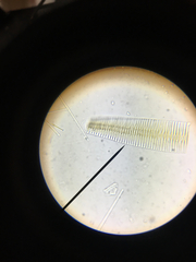 Fragilaria
