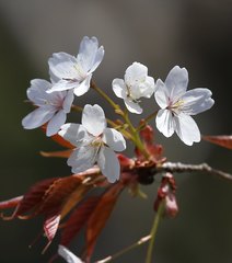 Prunus jamasakura