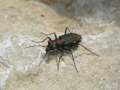 Cylindera germanica