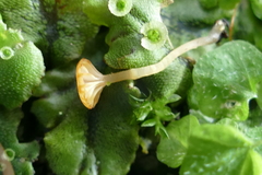 Loreleia marchantiae