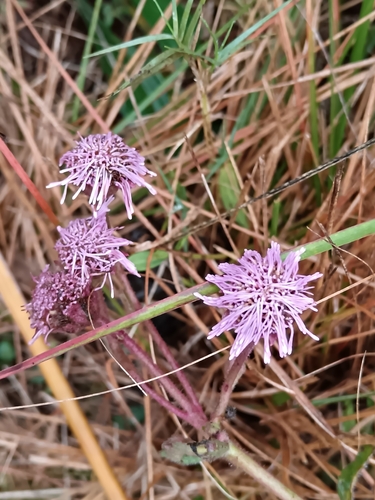 Campuloclinium macrocephalum, photograph 5