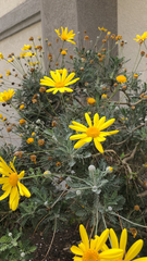 Euryops pectinatus