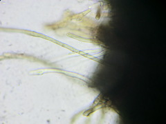 Ophiobolus acuminatus