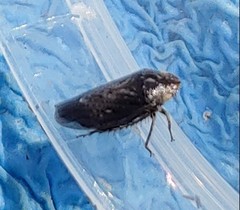 Negosiana dualis