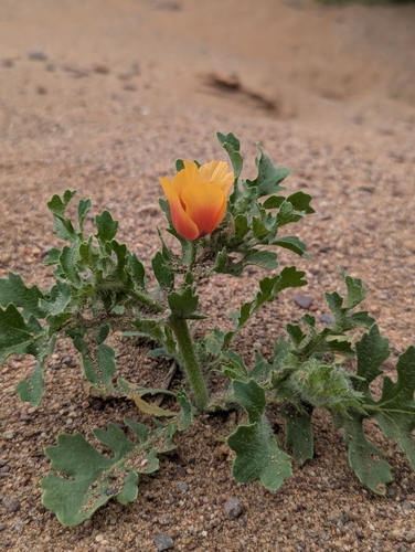 Red Horned Poppy