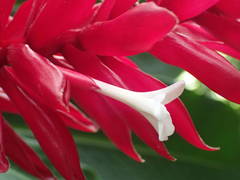 Alpinia purpurata image