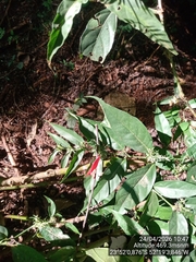 Justicia brasiliana, photograph (c) Paulo C. O. Cunha, some rights reserved (CC BY)