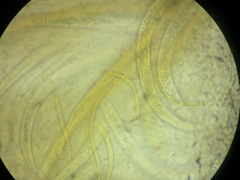 Ophiobolus acuminatus