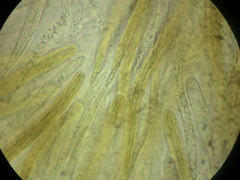 Ophiobolus acuminatus