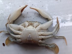 Charybdis padangensis