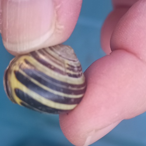 Cepaea nemoralis
