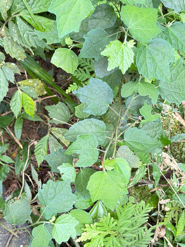 Urena procumbens, photograph 4