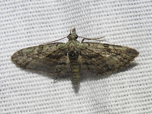 Eupithecia longidens photo 3