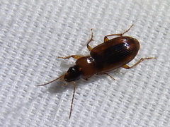 Stenolophus dissimilis