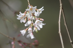Prunus pendula