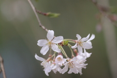 Prunus pendula