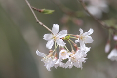 Prunus pendula