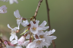 Prunus pendula