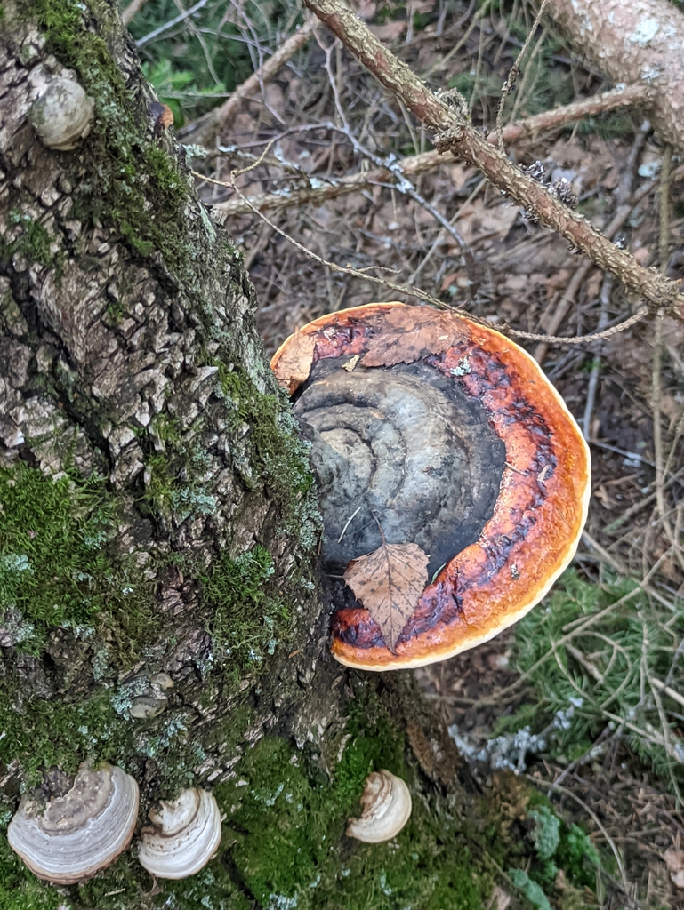 Fomitopsis pinicola · April 2026 · photo: © naturalist57011 (iNaturalist, cc-by)