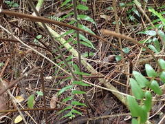 Strophocaulon unitum