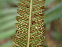 Strophocaulon unitum