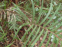 Strophocaulon unitum