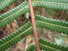 Strophocaulon unitum