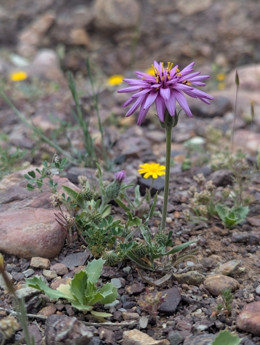 Pseudopodospermum undulatum