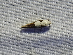 Mompha circumscriptella