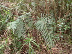 Strophocaulon unitum