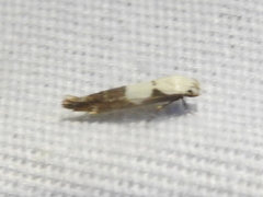 Mompha circumscriptella